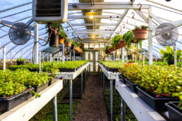 UCI nursery greenhouse with growing plants